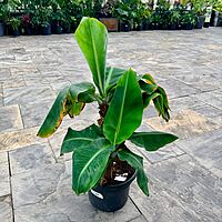 Hardy Banana Plant (Musa basjoo) - 14" Pot