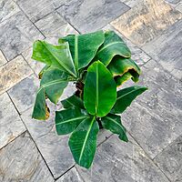 Hardy Banana Plant (Musa basjoo) - 14" Pot