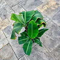Hardy Banana Plant (Musa basjoo) - 14" Pot