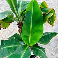 Hardy Banana Plant (Musa basjoo) - 14" Pot