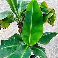 Hardy Banana Plant (Musa basjoo) - 14" Pot