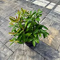 Shoebutton Plant (Ardisia humilis) - 10" Pot