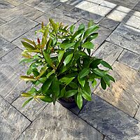 Shoebutton Plant (Ardisia humilis) - 10" Pot