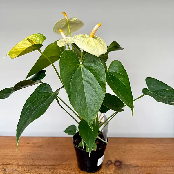 Anthurium - Assorted (Anthurium andreanum - Assorted) - 4" Pot