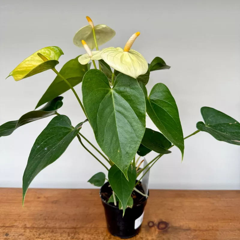Anthurium - Assorted (Anthurium andreanum - Assorted) - 4" Pot