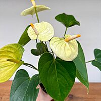 Anthurium - Assorted (Anthurium andreanum - Assorted) - 4" Pot