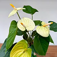 Anthurium - Assorted (Anthurium andreanum - Assorted) - 4" Pot