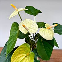 Anthurium - Assorted (Anthurium andreanum - Assorted) - 4" Pot