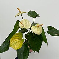 Anthurium - Assorted (Anthurium andreanum - Assorted) - 4" Pot