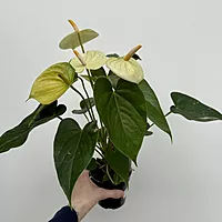 Anthurium - Assorted (Anthurium andreanum - Assorted) - 4" Pot