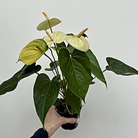 Anthurium - Assorted (Anthurium andreanum - Assorted) - 4" Pot