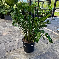 Zamioculcas zamiifolia (ZZ Plant) - 14" Pot