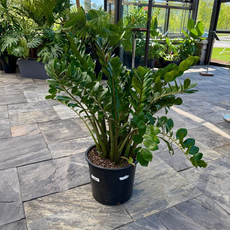 Zamioculcas zamiifolia (ZZ Plant) - 14" Pot