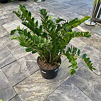 Zamioculcas zamiifolia (ZZ Plant) - 14" Pot