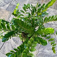 Zamioculcas zamiifolia (ZZ Plant) - 14" Pot