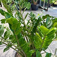 Zamioculcas zamiifolia (ZZ Plant) - 14" Pot