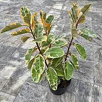 Ficus elastica 'Ruby' (Variegated Rubber Plant 'Ruby') - 14" Pot