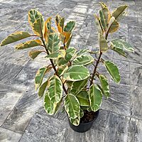 Ficus elastica 'Ruby' (Variegated Rubber Plant 'Ruby') - 14" Pot