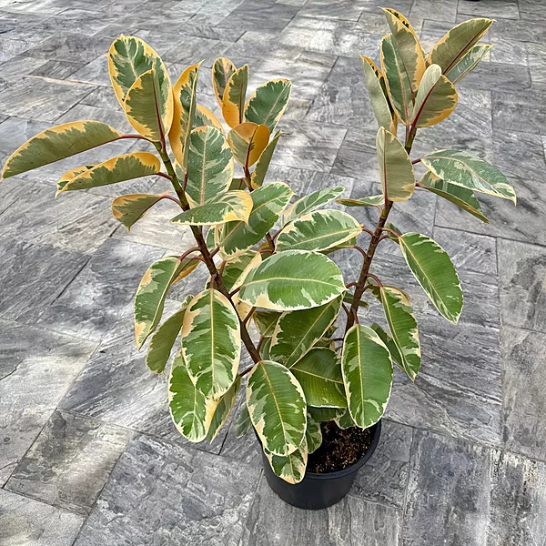 Ficus elastica 'Ruby' (Variegated Rubber Plant 'Ruby') - 14" Pot