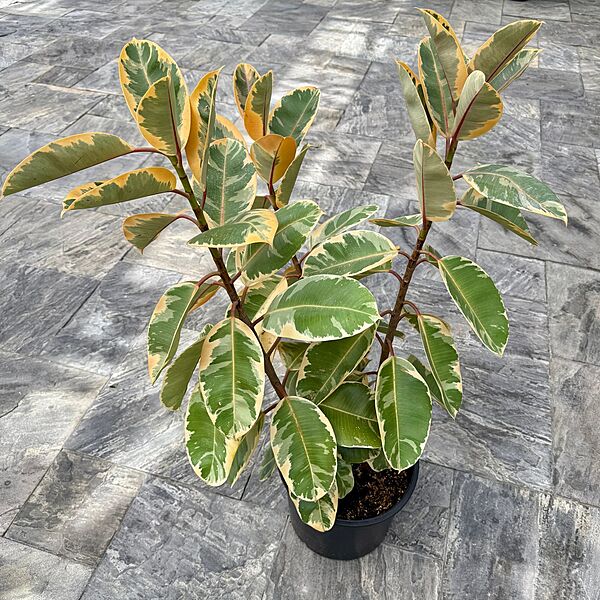 Ficus elastica 'Ruby' (Variegated Rubber Plant 'Ruby') - 14" Pot