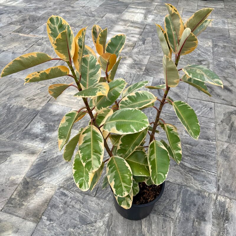 Ficus elastica 'Ruby' (Variegated Rubber Plant 'Ruby') - 14" Pot