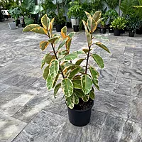 Ficus elastica 'Ruby' (Variegated Rubber Plant 'Ruby') - 14" Pot