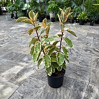Ficus elastica 'Ruby' (Variegated Rubber Plant 'Ruby') - 14" Pot