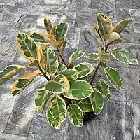 Ficus elastica 'Ruby' (Variegated Rubber Plant 'Ruby') - 14" Pot