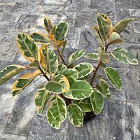 Ficus elastica 'Ruby' (Variegated Rubber Plant 'Ruby') - 14" Pot