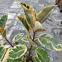Ficus elastica 'Ruby' (Variegated Rubber Plant 'Ruby') - 14" Pot