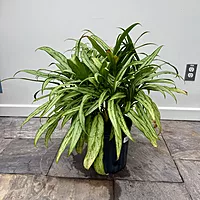 Aglaonema ' Cutlass' (Chinese Evergreen 'Cutlass') - 10" Pot
