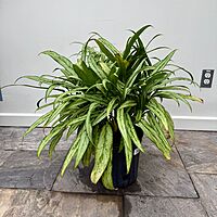 Aglaonema ' Cutlass' (Chinese Evergreen 'Cutlass') - 10" Pot