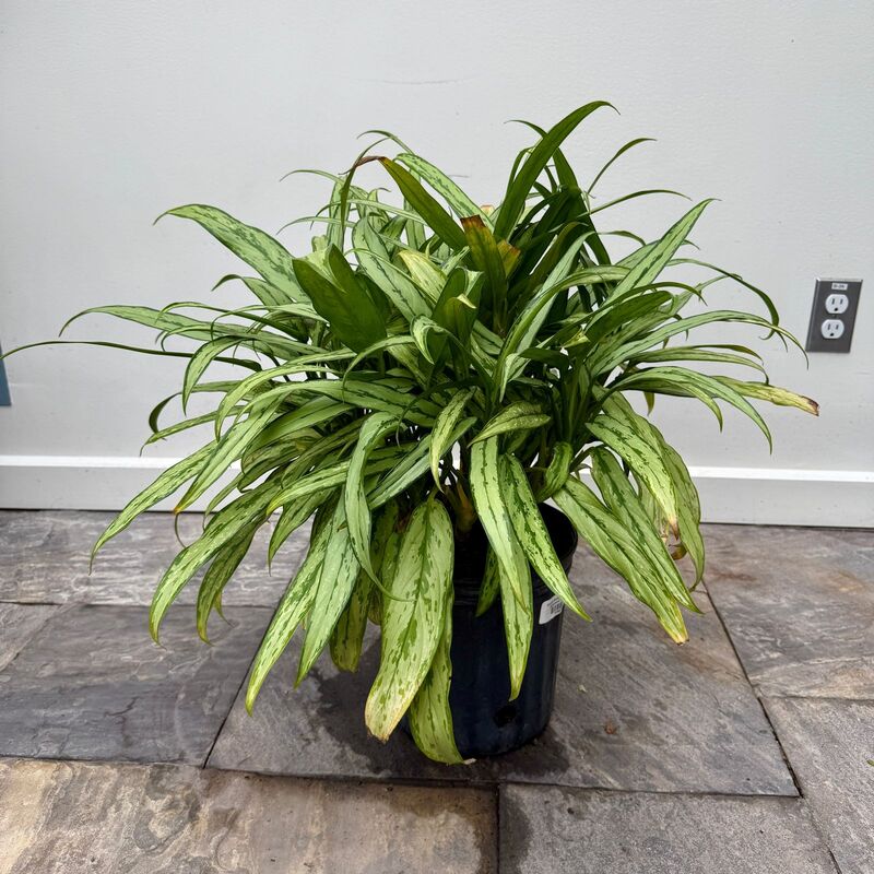 Aglaonema ' Cutlass' (Chinese Evergreen 'Cutlass') - 10" Pot