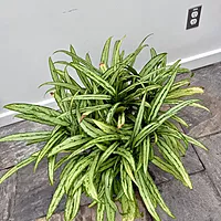 Aglaonema ' Cutlass' (Chinese Evergreen 'Cutlass') - 10" Pot