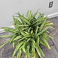 Aglaonema ' Cutlass' (Chinese Evergreen 'Cutlass') - 10" Pot
