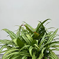 Aglaonema ' Cutlass' (Chinese Evergreen 'Cutlass') - 10" Pot
