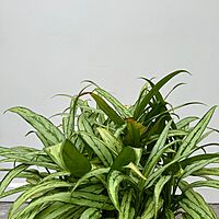 Aglaonema ' Cutlass' (Chinese Evergreen 'Cutlass') - 10" Pot