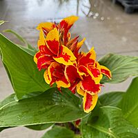 Canna Cannova 'Red Golden Flame' (Canna x generalis 'Red Golden Flame') - 10" Pot