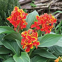 Canna Cannova 'Red Golden Flame' (Canna x generalis 'Red Golden Flame') - 10" Pot