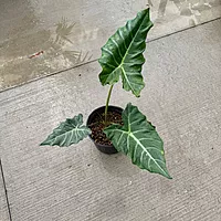 Alocasia x masquerade 'Mayan Mask' (Alocasia 'Mayan Mask') - 10" Pot