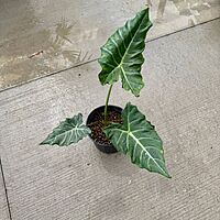 Alocasia x masquerade 'Mayan Mask' (Alocasia 'Mayan Mask') - 10" Pot