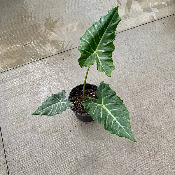 Alocasia x masquerade 'Mayan Mask' (Alocasia 'Mayan Mask') - 10" Pot