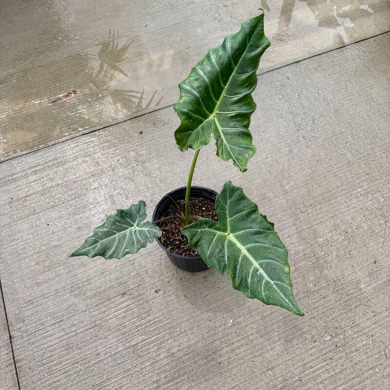 Alocasia x masquerade 'Mayan Mask' (Alocasia 'Mayan Mask') - 10" Pot