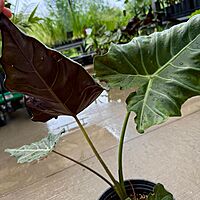 Alocasia x masquerade 'Mayan Mask' (Alocasia 'Mayan Mask') - 10" Pot
