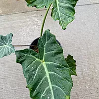 Alocasia x masquerade 'Mayan Mask' (Alocasia 'Mayan Mask') - 10" Pot