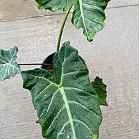 Alocasia x masquerade 'Mayan Mask' (Alocasia 'Mayan Mask') - 10" Pot