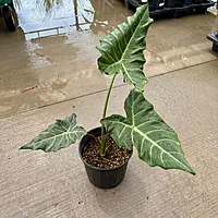 Alocasia x masquerade 'Mayan Mask' (Alocasia 'Mayan Mask') - 10" Pot