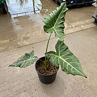 Alocasia x masquerade 'Mayan Mask' (Alocasia 'Mayan Mask') - 10" Pot
