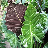 Alocasia x masquerade 'Mayan Mask' (Alocasia 'Mayan Mask') - 10" Pot