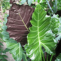 Alocasia x masquerade 'Mayan Mask' (Alocasia 'Mayan Mask') - 10" Pot